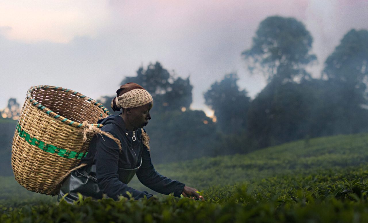 Kikuyu-Land-Still