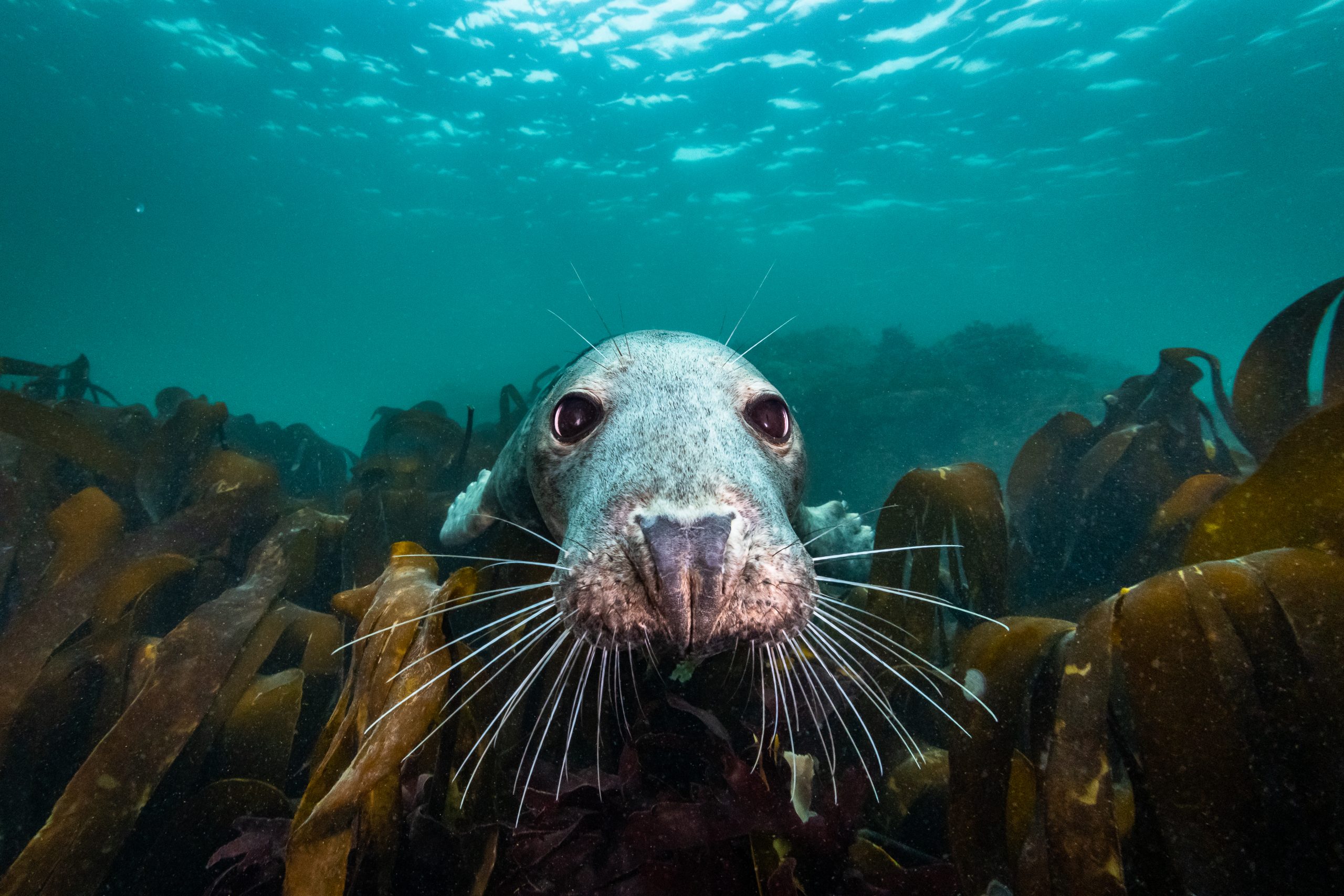 North Sea Nature Untamed – 2021-11 – ©Dutch Maritime Productions – Joost van Uffelen